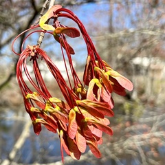 Acer rubrum