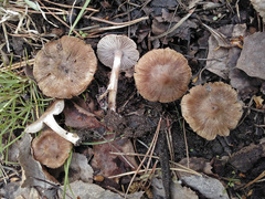 Inocybe fuscidula