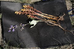 Orobanche alba xanthostigma