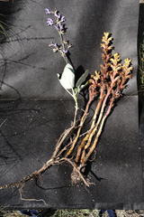 Orobanche alba xanthostigma