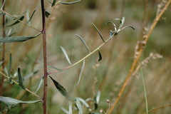 Artemisia daghestanica