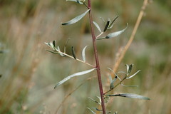 Artemisia daghestanica