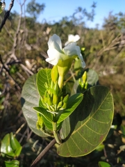 Odontadenia lutea