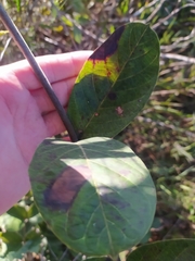 Odontadenia lutea
