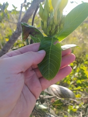 Odontadenia lutea