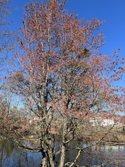 Acer rubrum