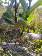 Odontadenia lutea