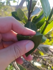 Odontadenia lutea