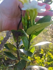 Odontadenia lutea