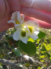 Odontadenia lutea