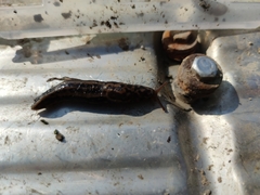 Limax maximus