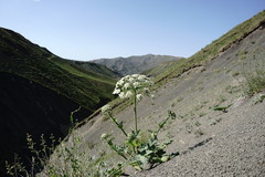 Heracleum grandiflorum