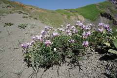 Astragalus captiosus