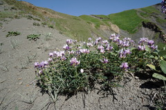 Astragalus captiosus