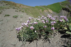 Astragalus captiosus