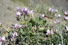 Astragalus captiosus