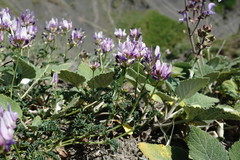 Astragalus captiosus