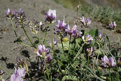 Astragalus captiosus