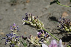 Astragalus captiosus