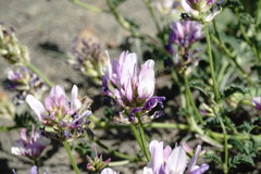 Astragalus captiosus