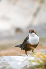 Cinclus cinclus