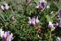 Astragalus captiosus