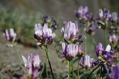Astragalus captiosus