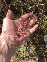 Vaccinium tenellum