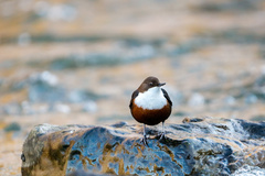 Cinclus cinclus