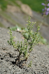 Galium brachyphyllum