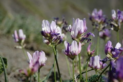 Astragalus captiosus