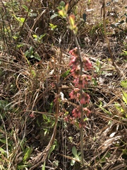 Vaccinium tenellum