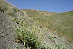 Scrophularia olympica