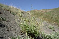 Scrophularia olympica