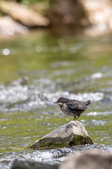 Cinclus cinclus
