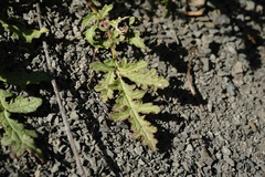 Scrophularia olympica