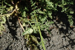 Scrophularia olympica