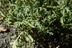 Scrophularia olympica