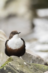 Cinclus cinclus