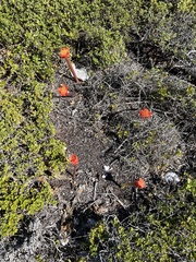 Haemanthus