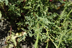 Scrophularia olympica