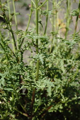 Scrophularia olympica