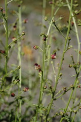 Scrophularia olympica