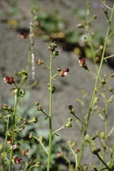 Scrophularia olympica