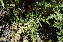 Scrophularia olympica