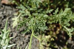 Scrophularia olympica