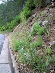 Ptilostemon casabonae