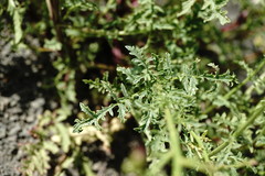 Scrophularia olympica