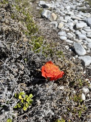 Haemanthus