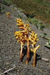 Orobanche alba xanthostigma